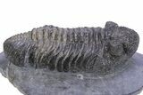 Prone Phacopid (Drotops) Trilobite - Issoumour, Morocco #381138-5